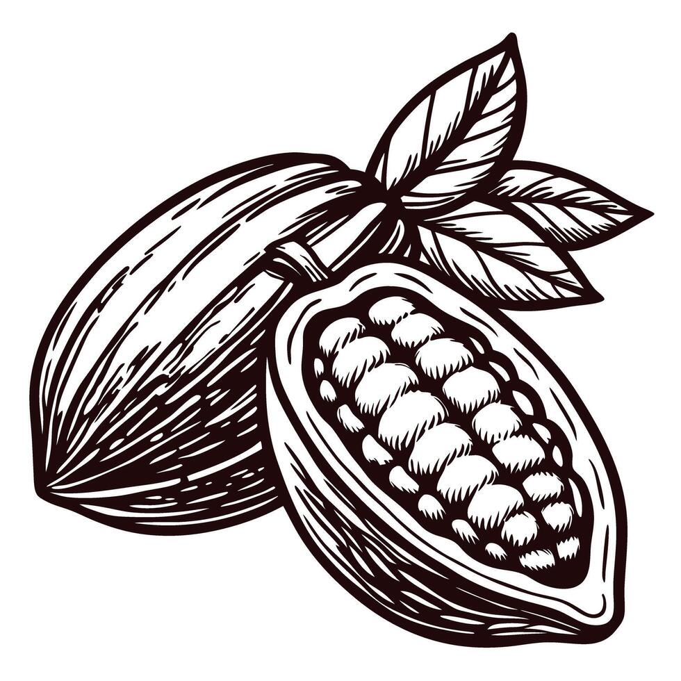 Cocoa pod with seeds and leaves in vintage vector