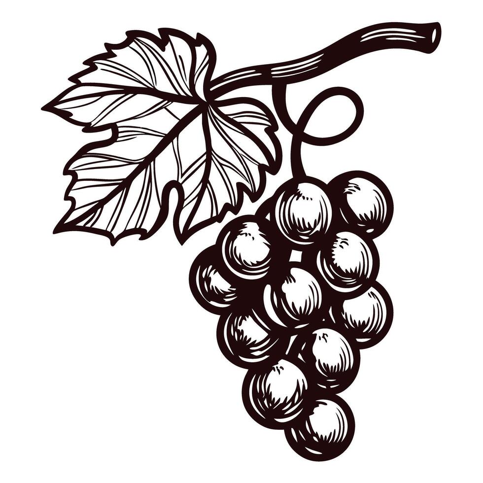 Vintage grapevine depicting a bunch of grapes with leaf in detailed line art vector