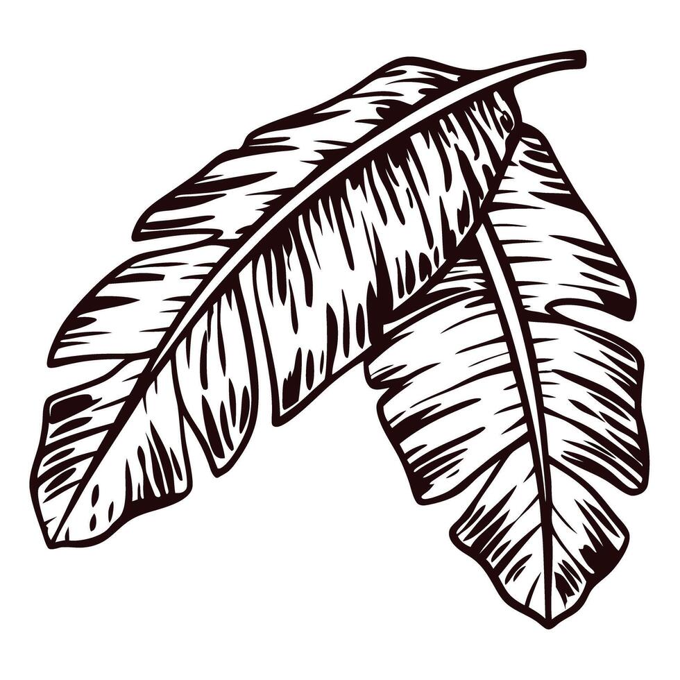 Detailed of banana leaves with intricate veining patterns in black and white vector