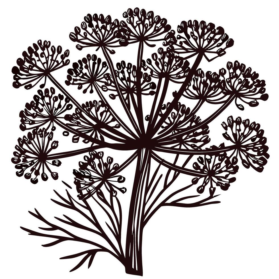 Intricate botanical of angelica plant with detailed floral patterns vector