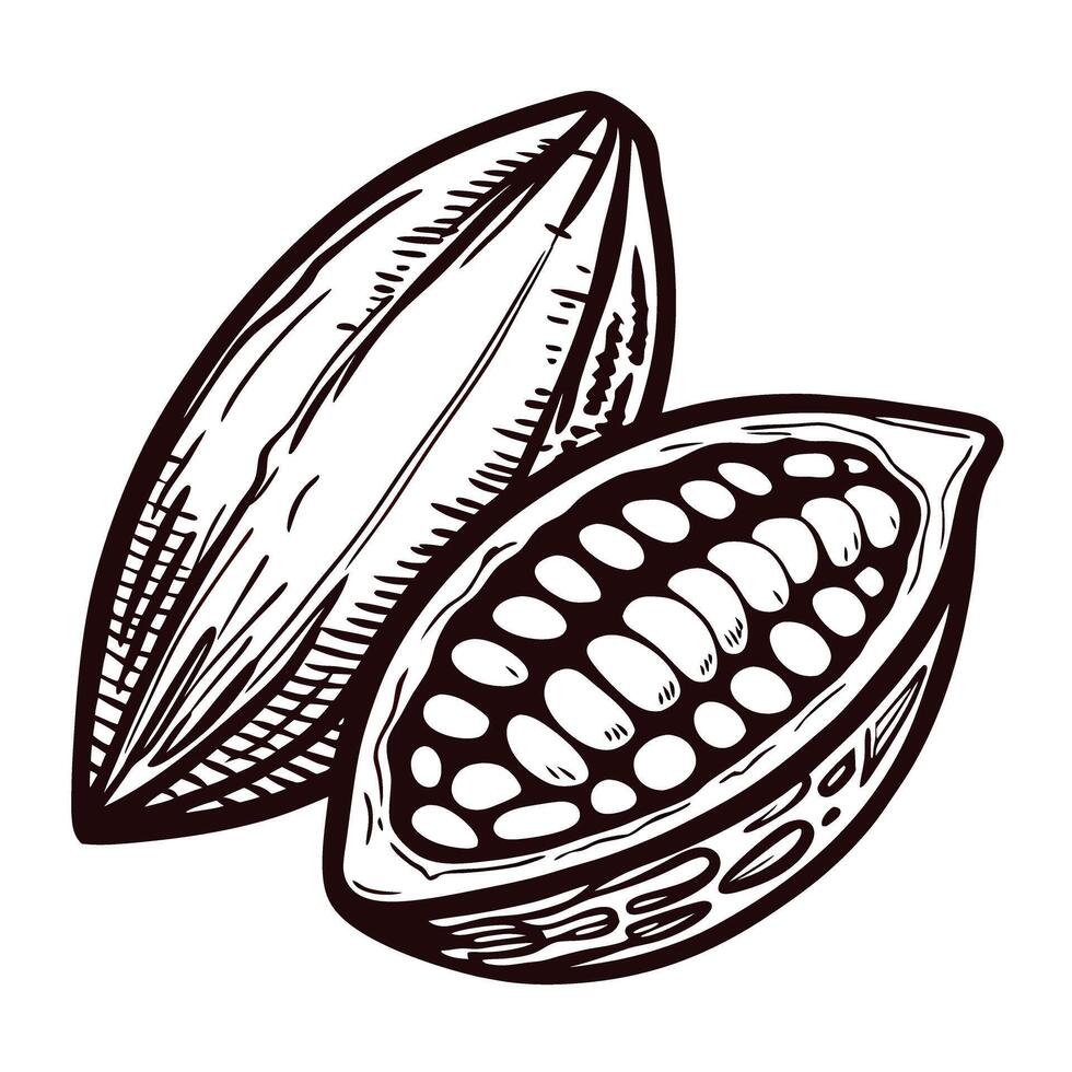 Close up of open cocoa pod with seeds vector