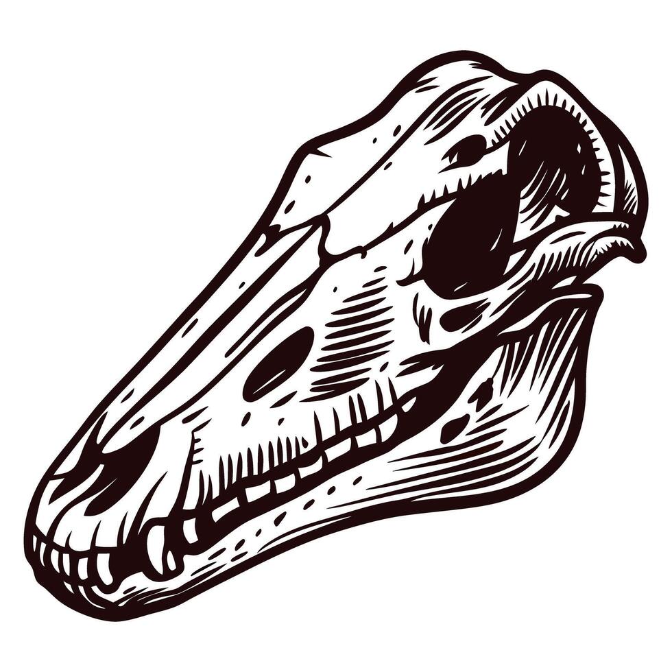 Detailed dinosaur skull with sharp teeth and hollow eye sockets in black and white vector