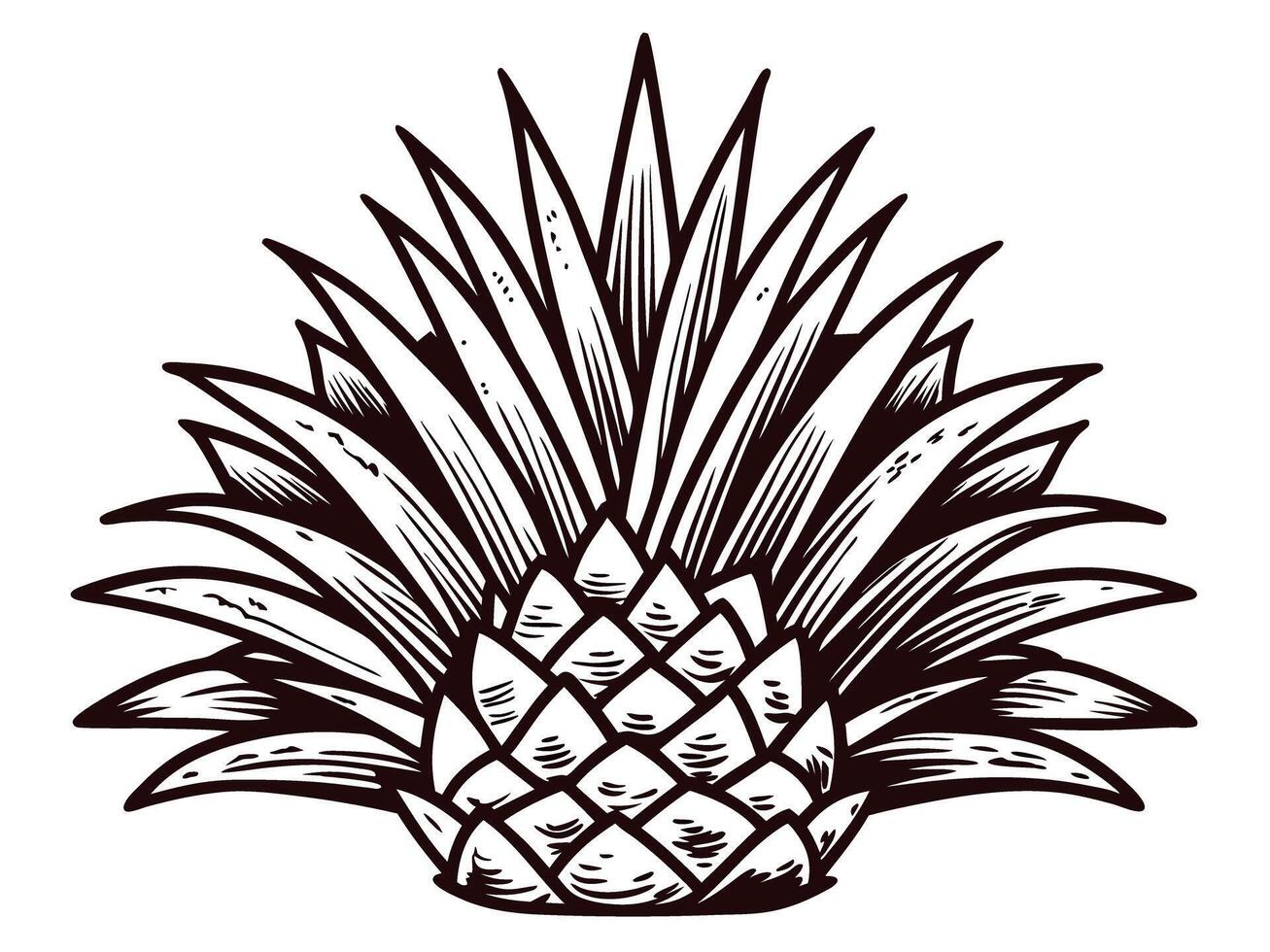 Detailed hand drawn of agave plant leaves and pineapple center vector