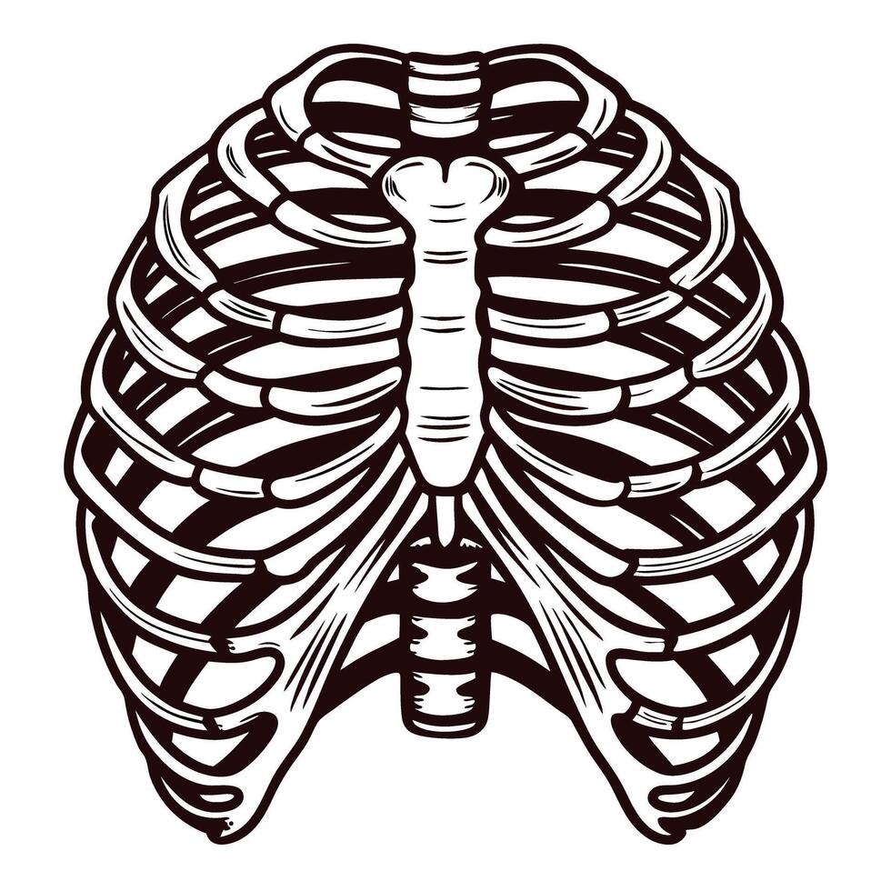 Detailed of human rib cage anatomy with emphasis on bones and structure vector