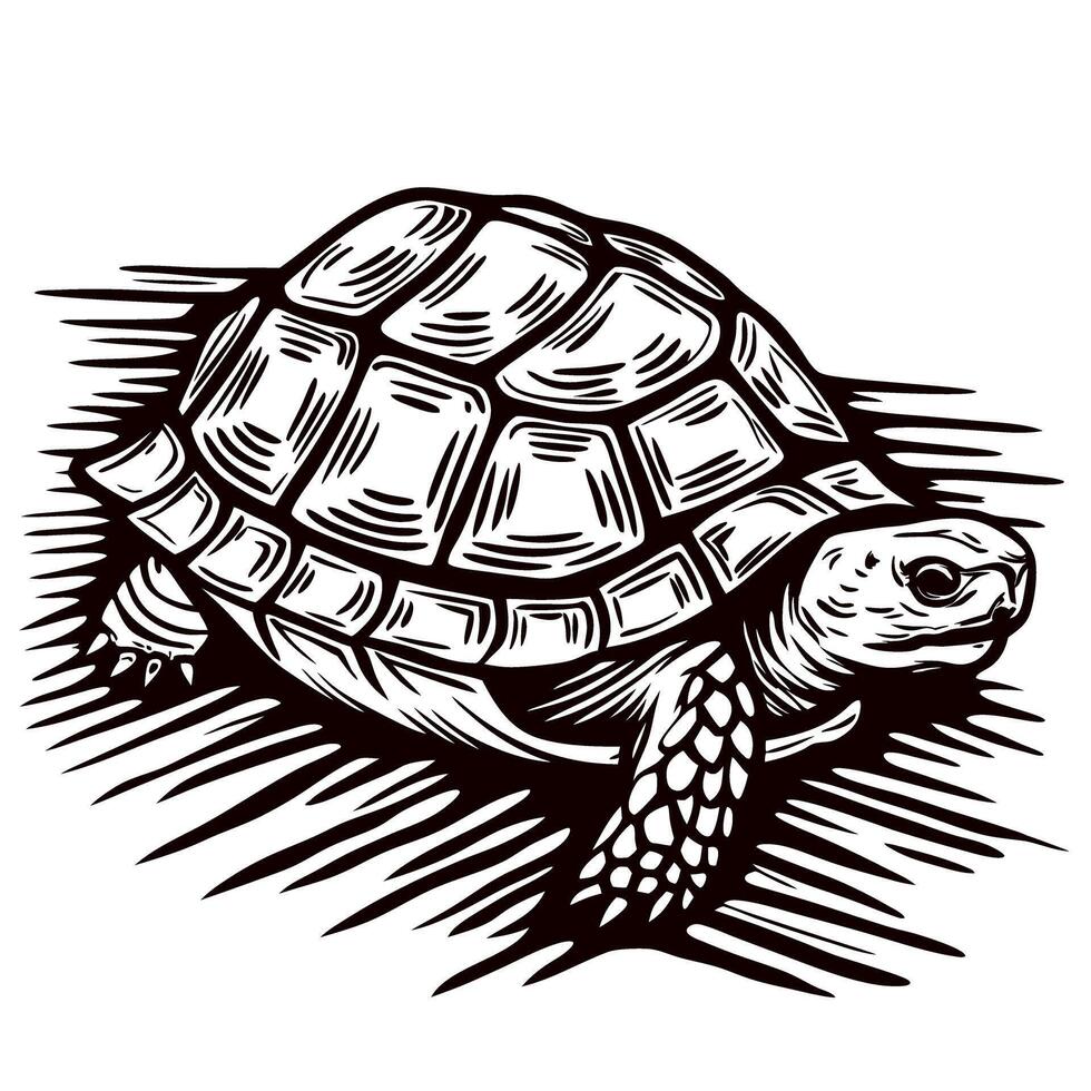 Detailed of turtle with textured shell and patterned body in black and white vector