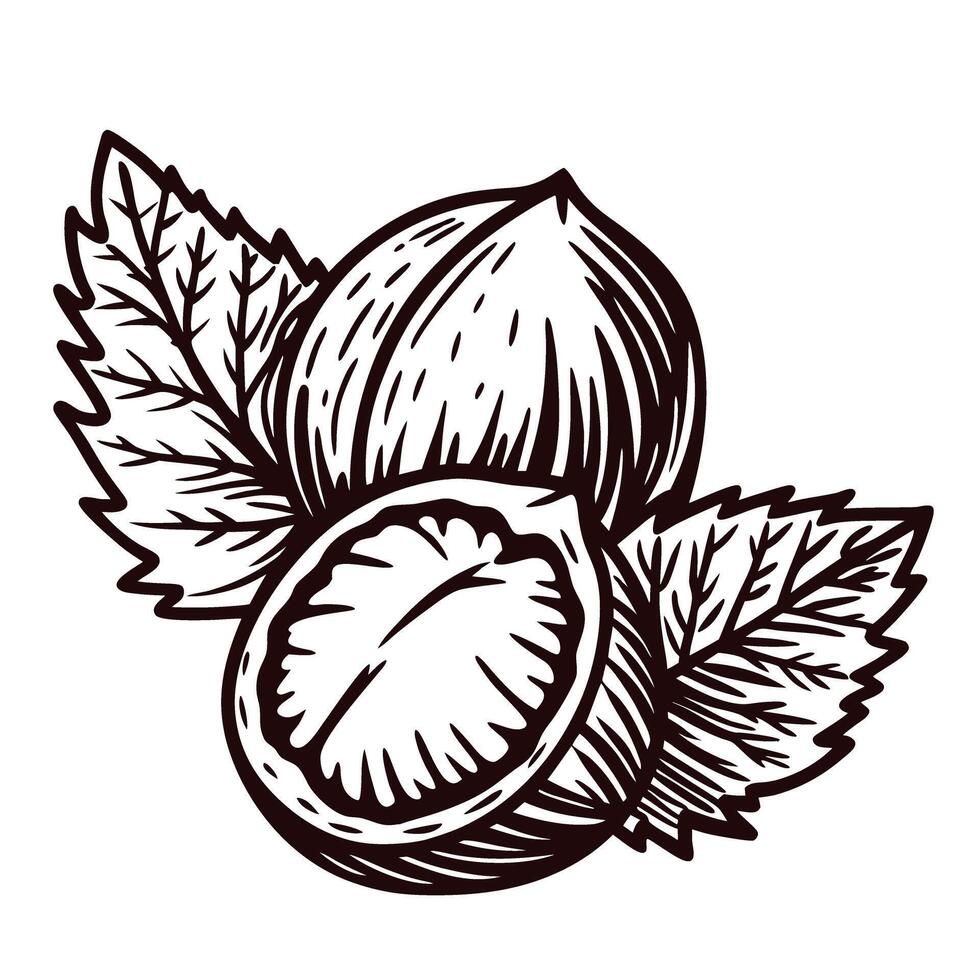 Detailed of hazelnuts with leaves in monochrome vector