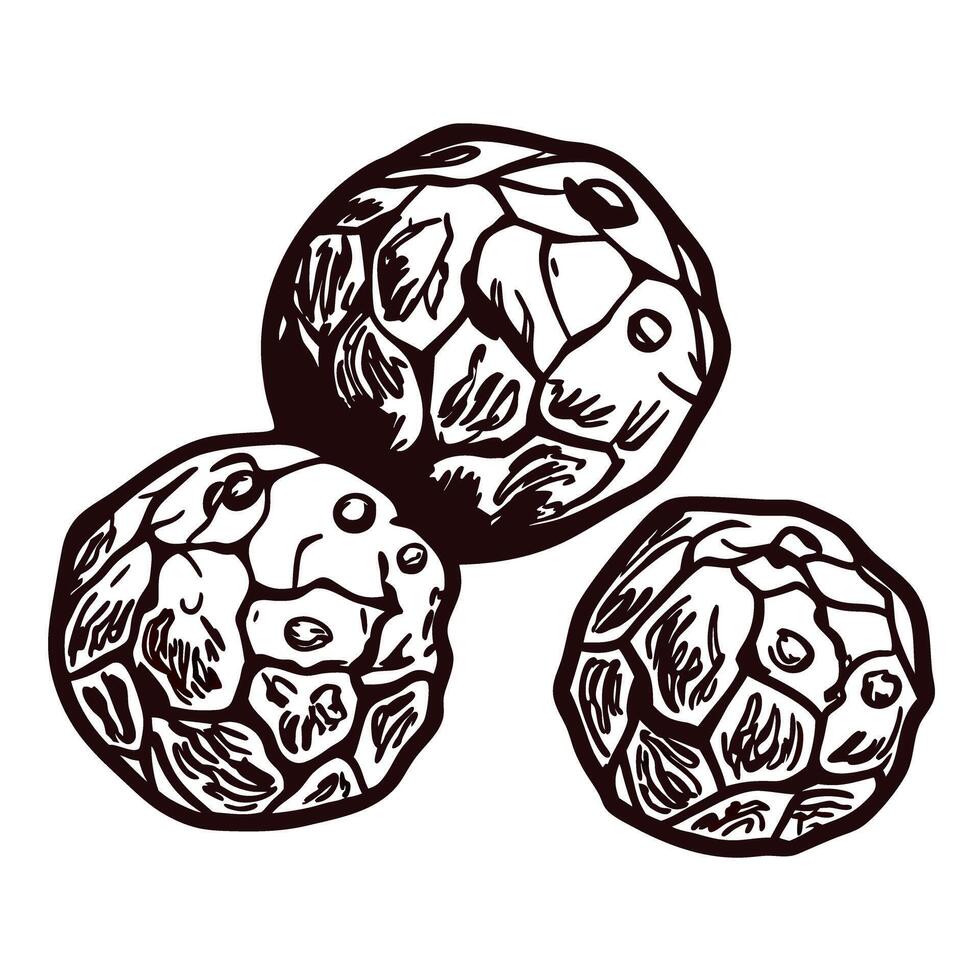 Three hand drawn black peppercorns on white background vector