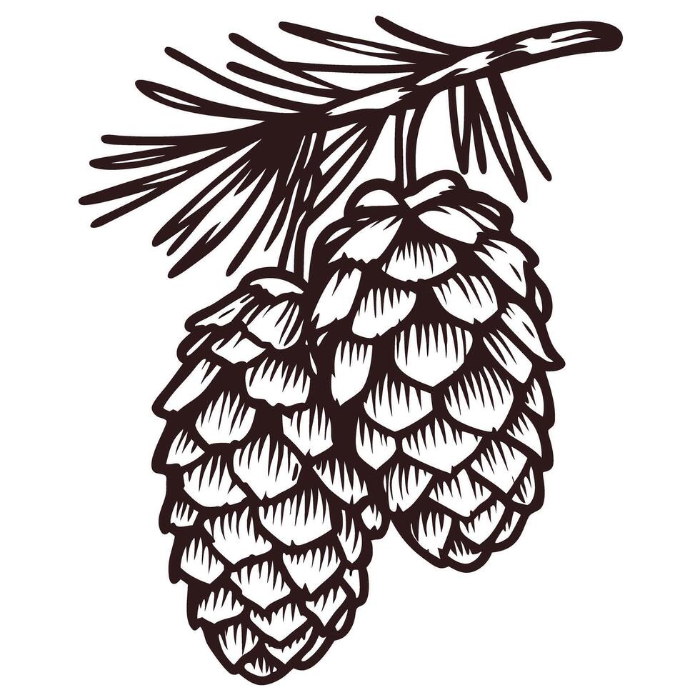 Detailed botanical sketch of pine cones on branch vector
