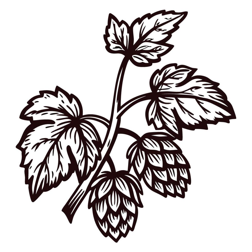 Detailed black and white of hop plant with leaves and cones vector