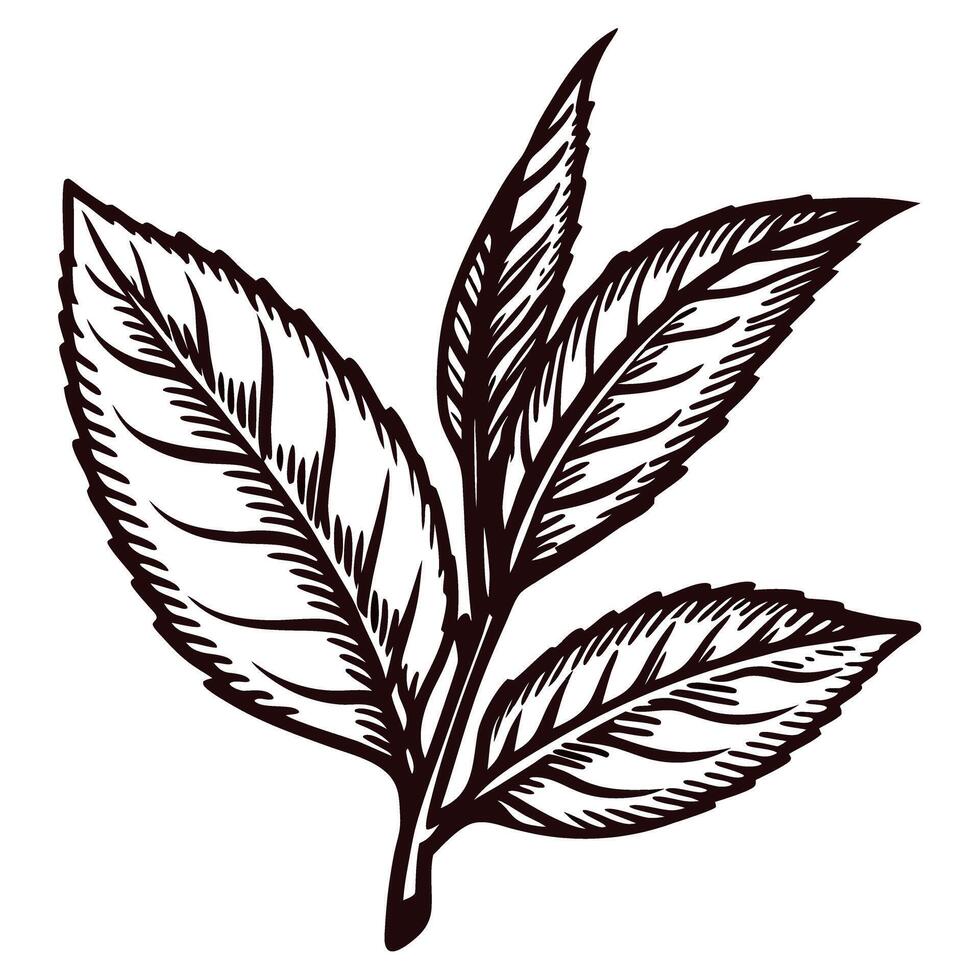 Detailed of tea leaves with intricate veins and stems vector