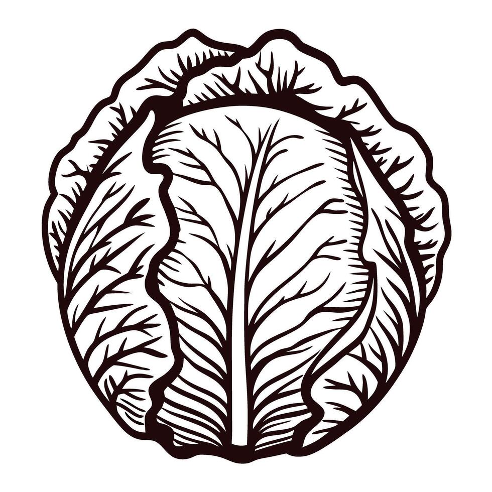 Detailed of a large cabbage with distinct leaves and texture vector