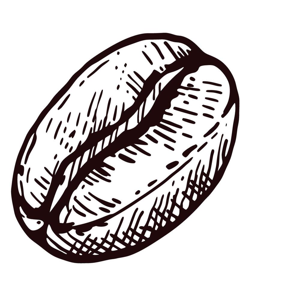 Detailed of a single coffee bean on a white background vector