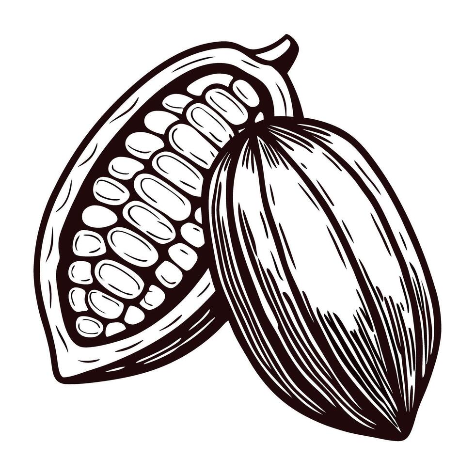 Monochrome cocoa pod with detailed seeds vector
