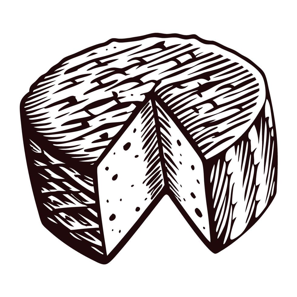 Hand drawn of aged cheese wheel with a cut slice showing texture and patterned rind vector