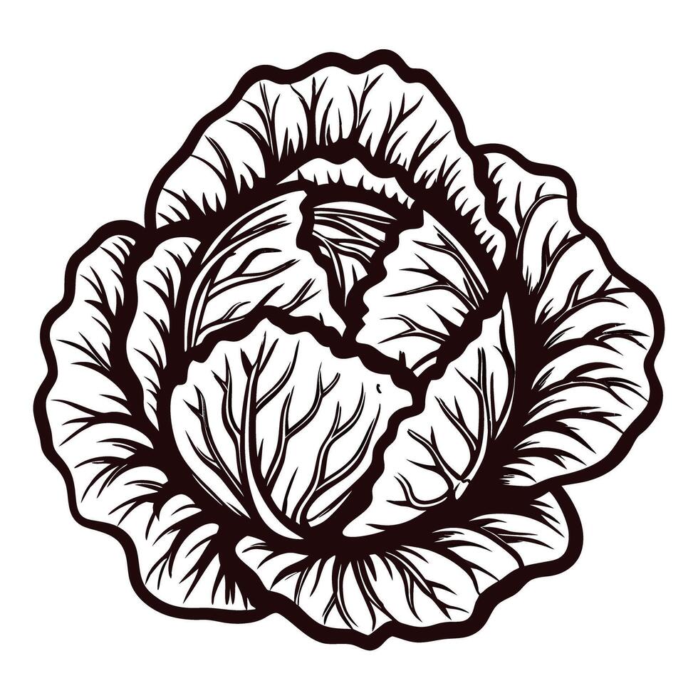 Detailed monochrome of a cabbage with intricate leaf patterns vector