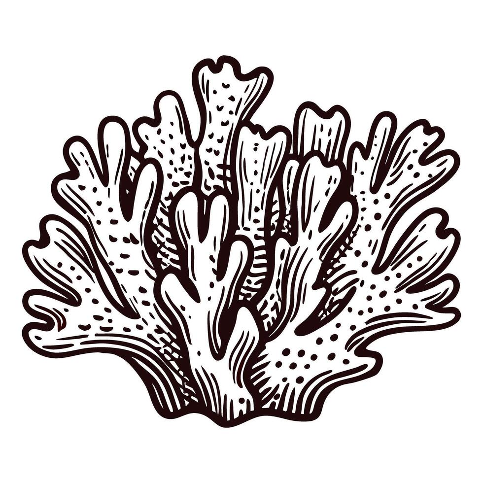 Detailed black and white drawing of coral with texture and intricate design vector