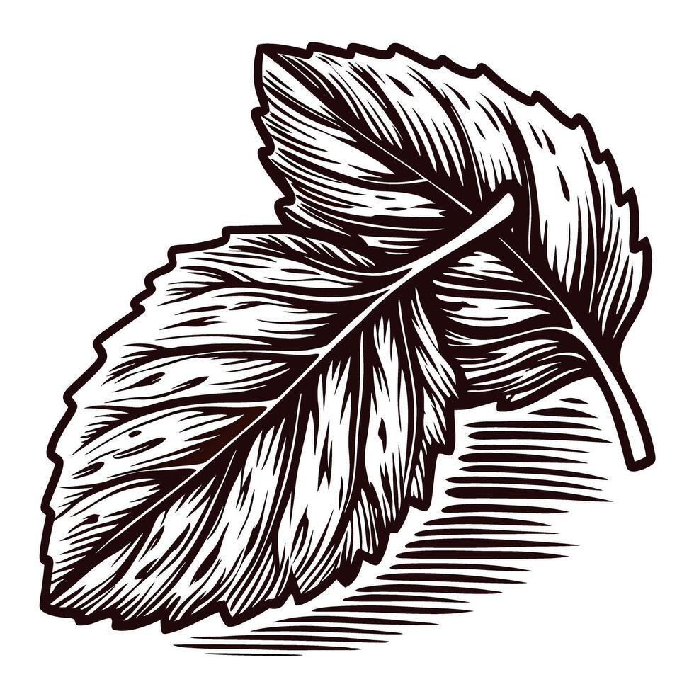 Detailed black and white of two autumn leaves with intricate shading vector