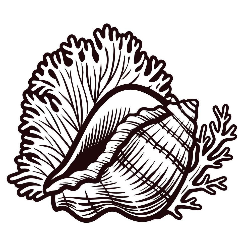 Ornate seashell and coral line art with natural ocean elements vector