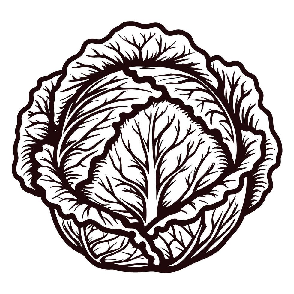 Detailed line art of a cabbage with intricate leaf patterns vector