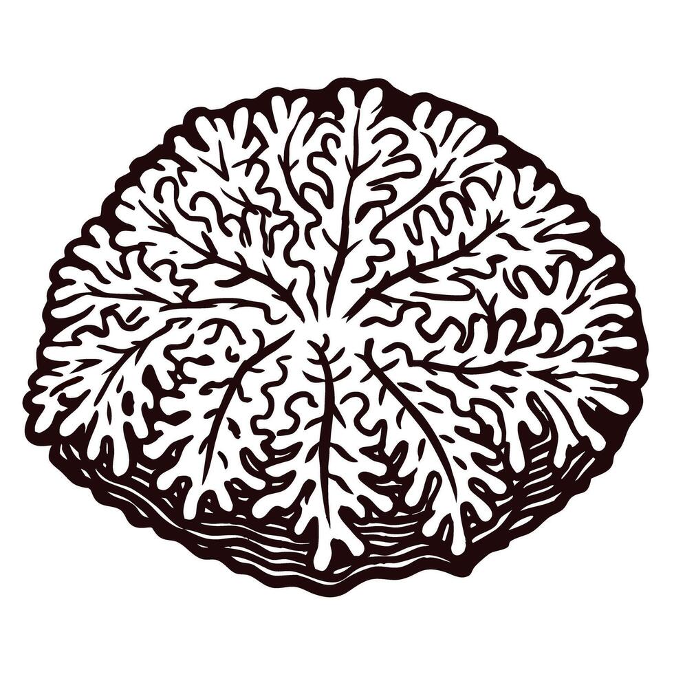 Intricate black and white sea coral with detailed organic patterns vector