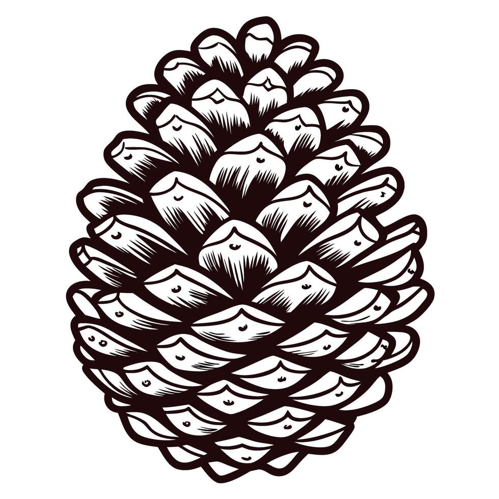Detailed black and white drawing of pine cone for nature studies and botanical art vector