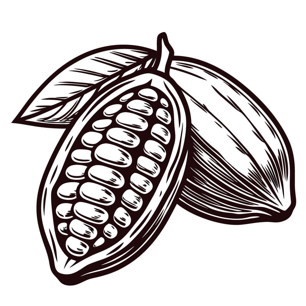 Detailed of cocoa pods with leaves showcasing raw cacao beans vector
