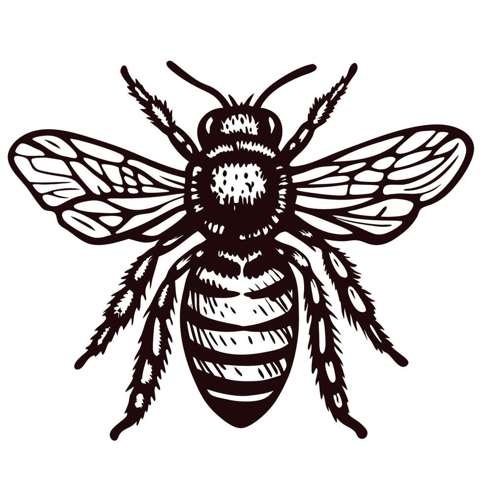 Detailed of a bee with outstretched wings in black and white design vector