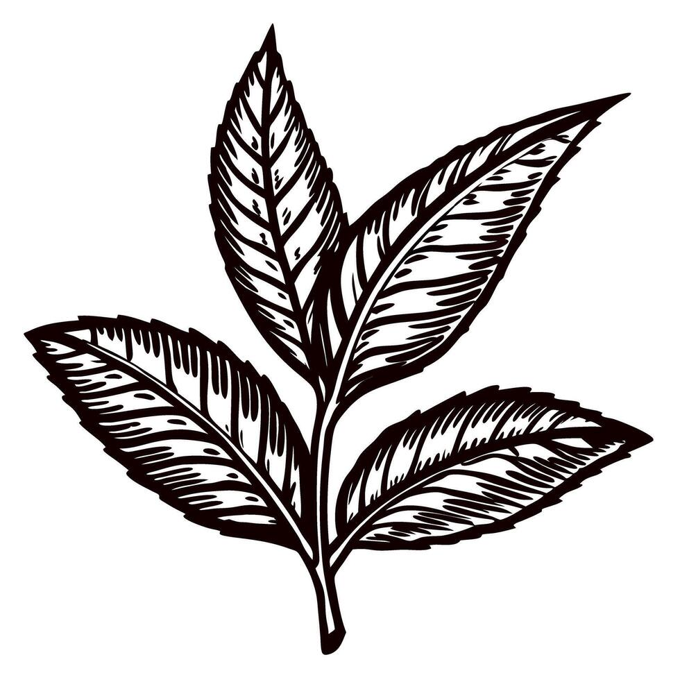 Detailed black and white of a leafy plant drawing vector
