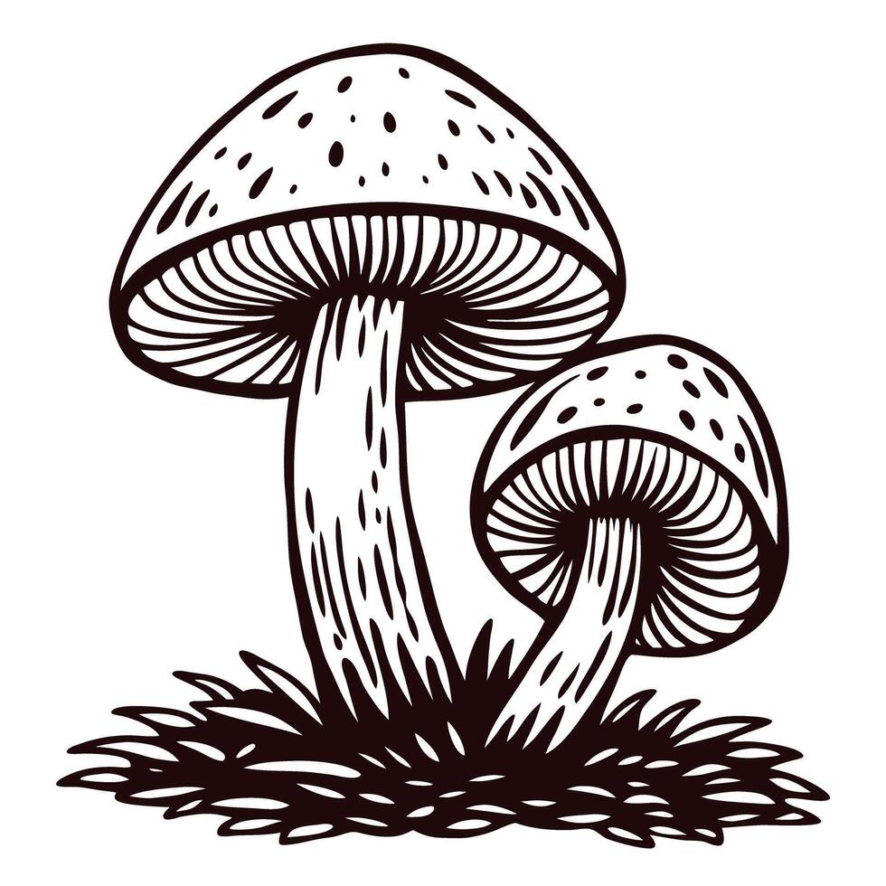 Detailed black and white of two mushrooms growing in grass vector