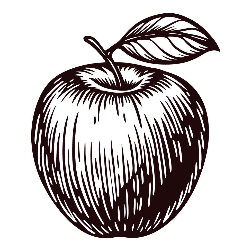 Detailed black and white sketch of an apple with leaf on a white background vector