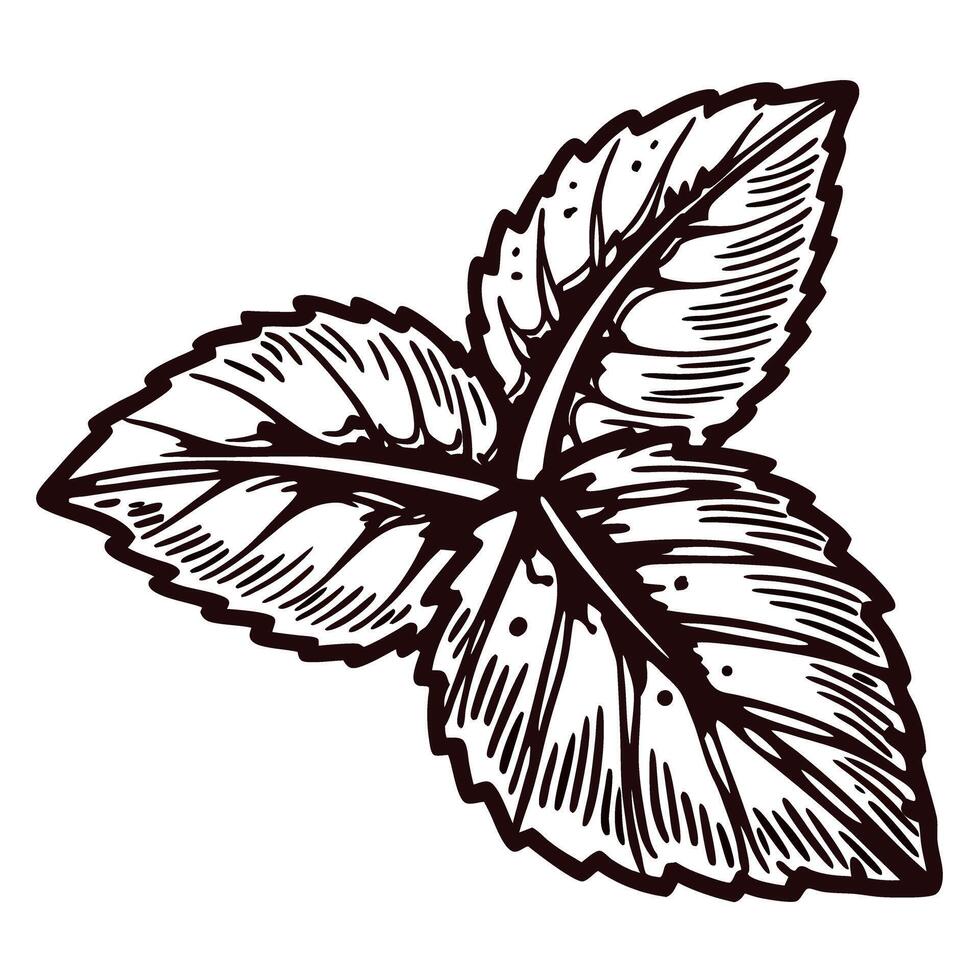 Intricate black and white botanical drawing of a mint leaf cluster with detailed veins and textures vector