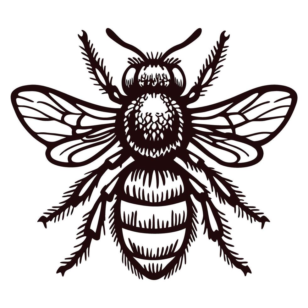 Detailed black and white line drawing of a bee with intricate wing patterns vector