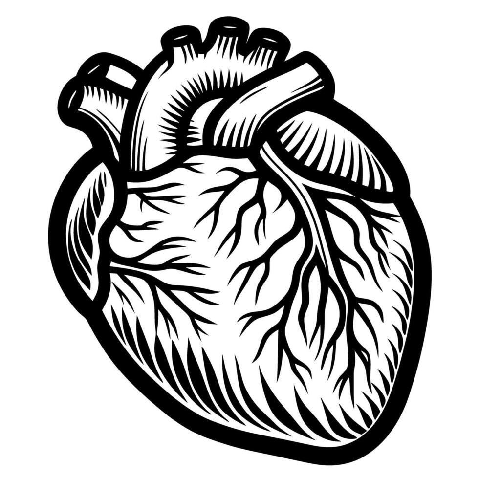 Detailed black and white anatomical drawing of a human heart with arteries and veins vector