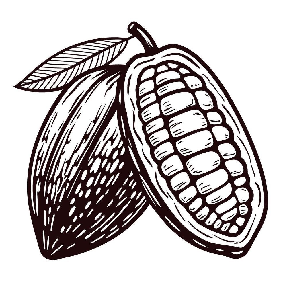 Detailed of a cocoa bean with leaf and cross section view vector