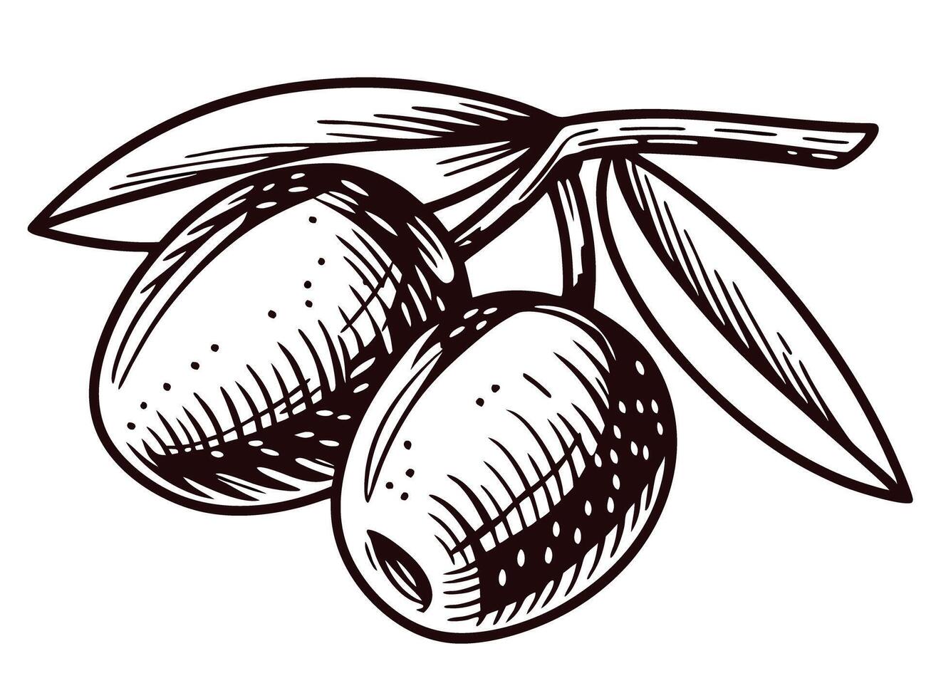 Detailed olive branch with two olives and leaves vector
