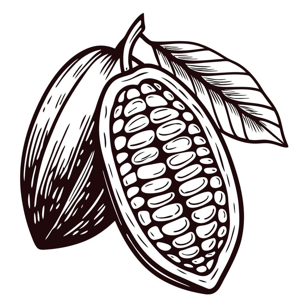 Illustrated cocoa pod with leaves in a detailed botanical vector