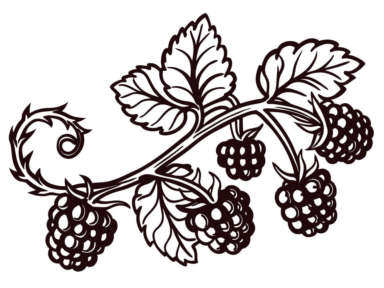 Detailed black and white of blackberry vine with leaves and ripe berries vector