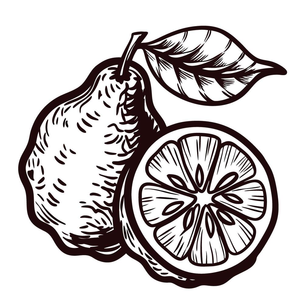 Vintage black and white of whole and sliced pear with leaf vector