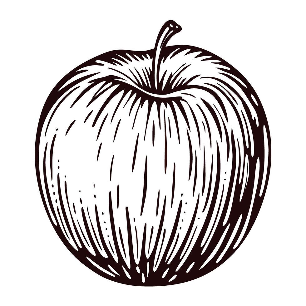 Vintage black and white of an apple with detailed pen lines vector