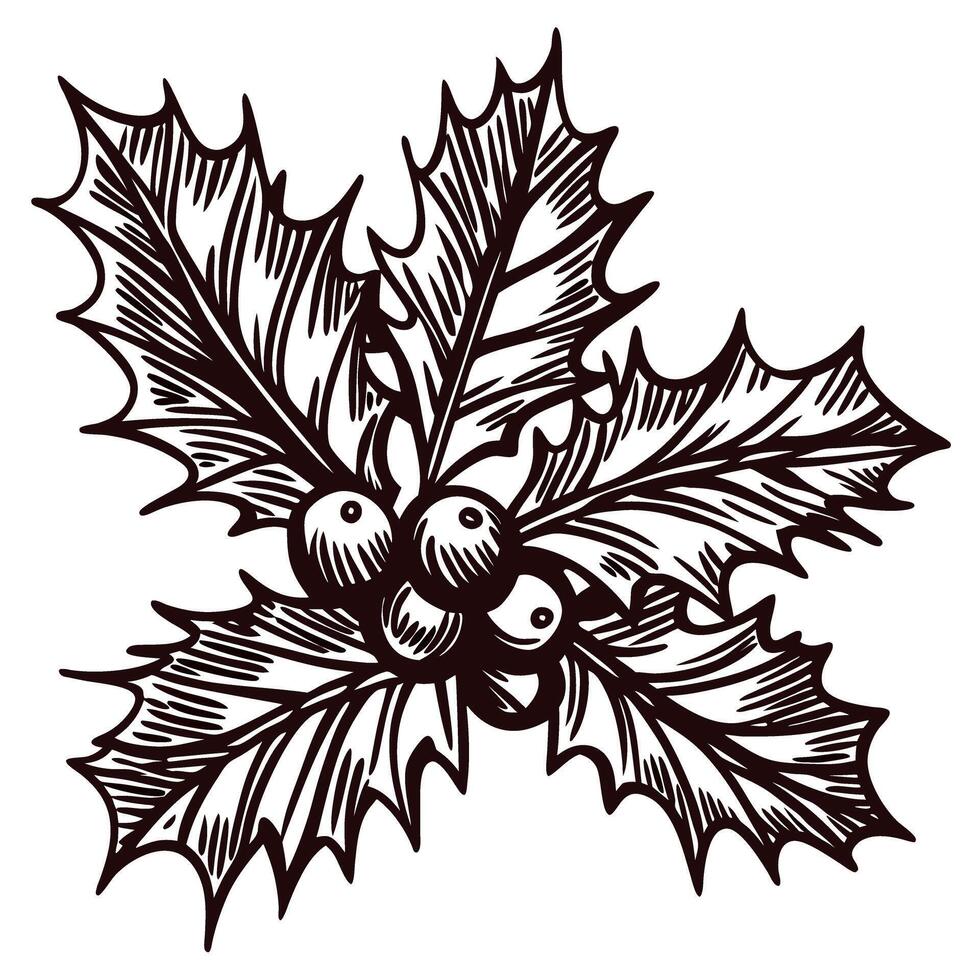 Vintage holly with detailed leaves and berries design vector
