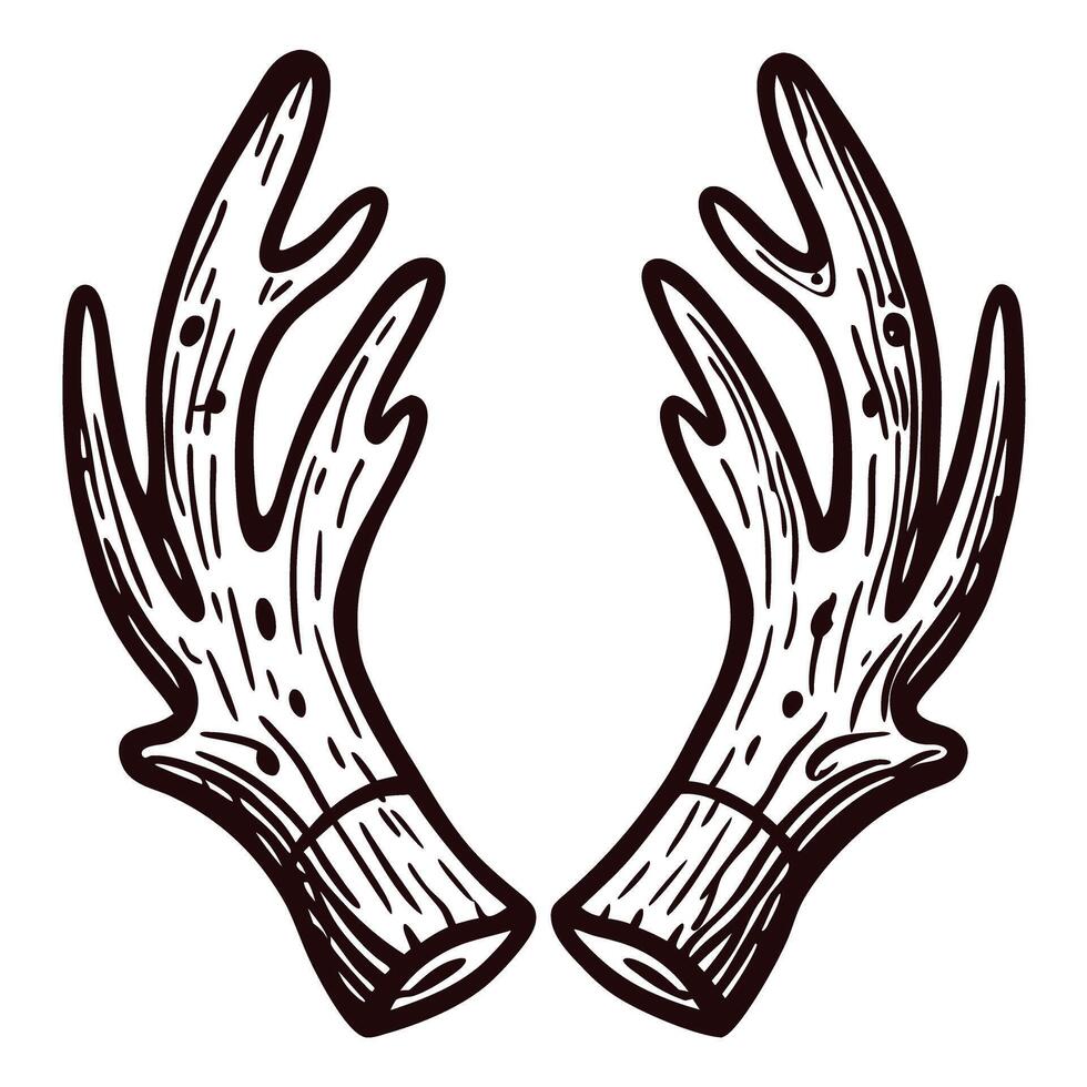 Detailed drawing of deer antlers in black and white vector