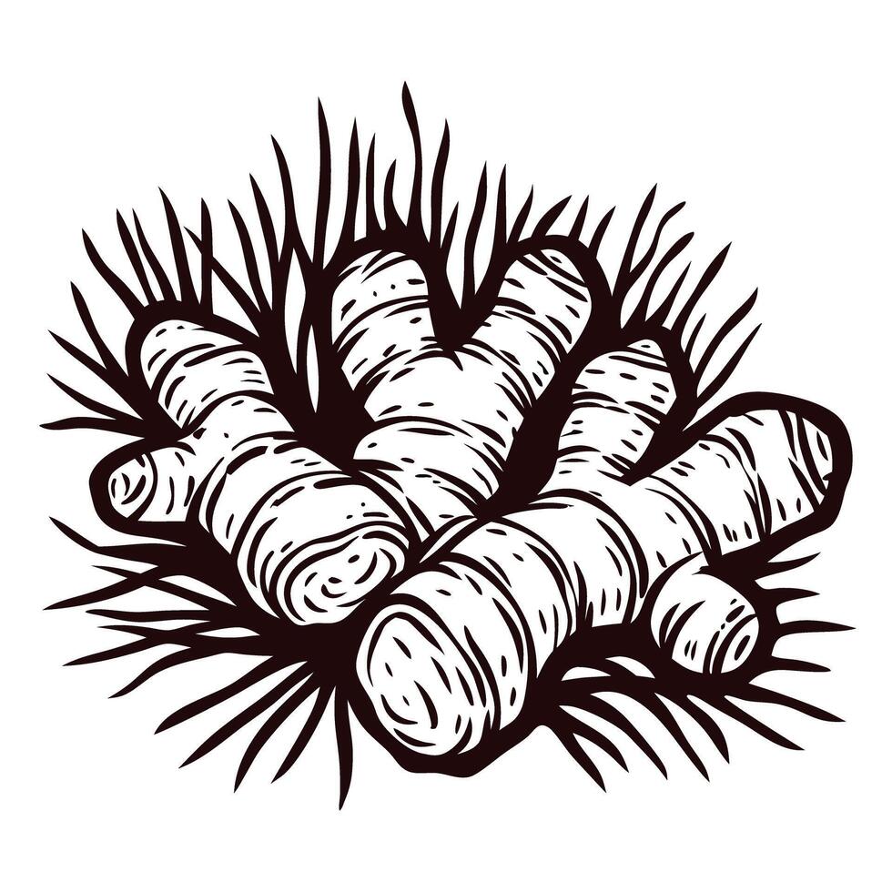 Black and white of fresh ginger root with grass elements vector