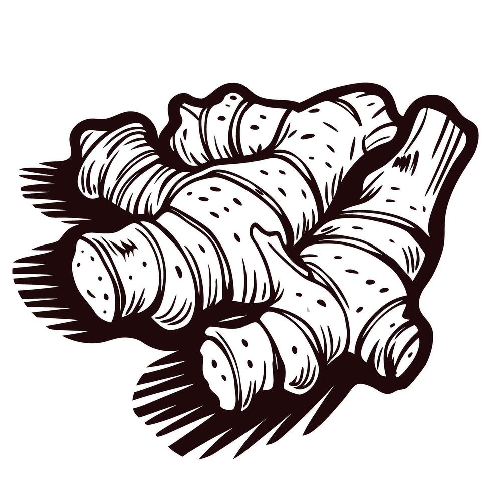 Black and white of ginger root with detailed linework vector