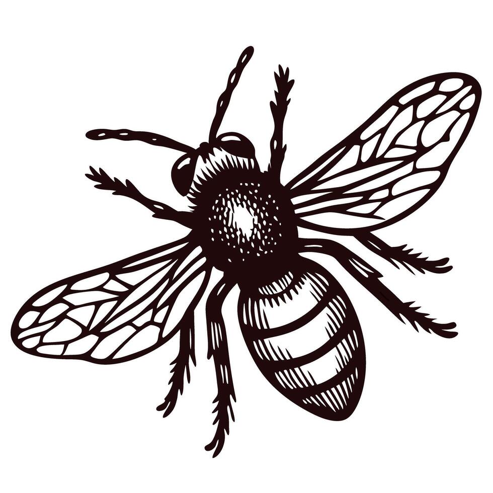 Detailed of a bee with intricate wings and body patterns in black and white vector