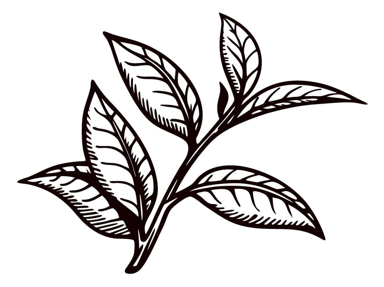 Black and white of a tea plant branch with leaves and buds vector