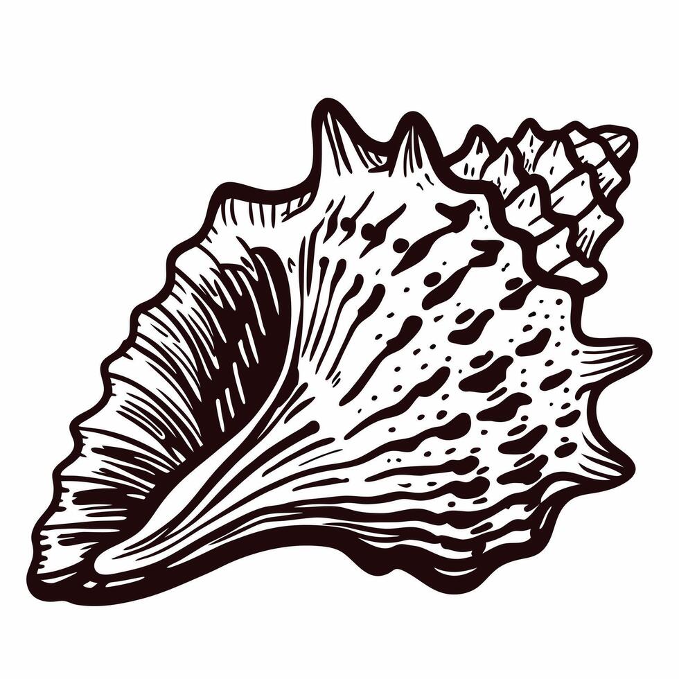 Detailed seashell with intricate patterns in black and white vector