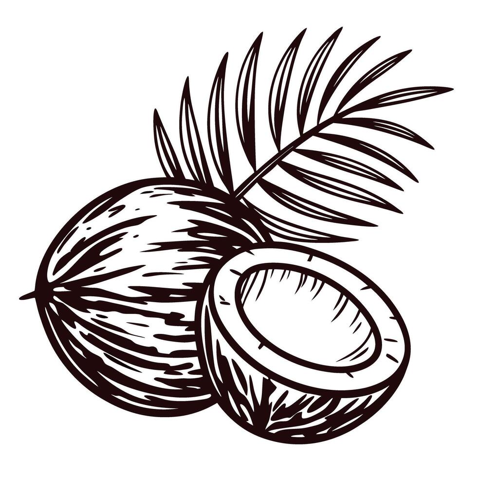 Hand drawn coconut with palm leaf detailing vector