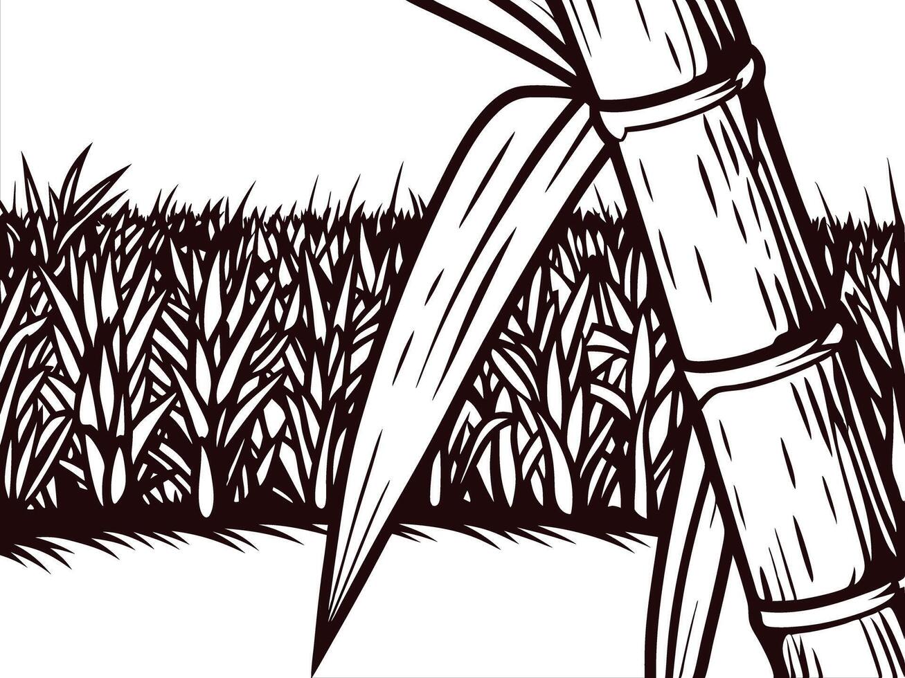 Sugarcane plantation with close up of tall stalks and dense field backdrop vector