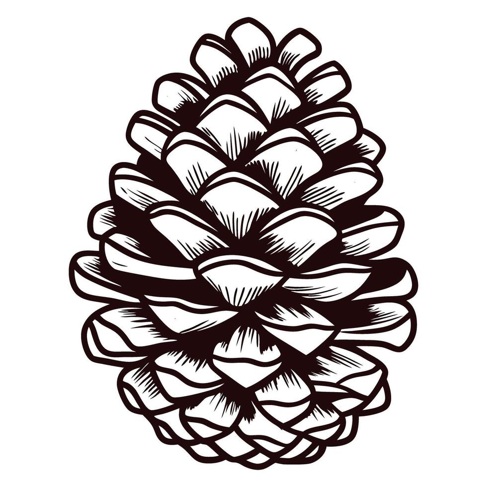 Detailed black and white of a pine cone vector