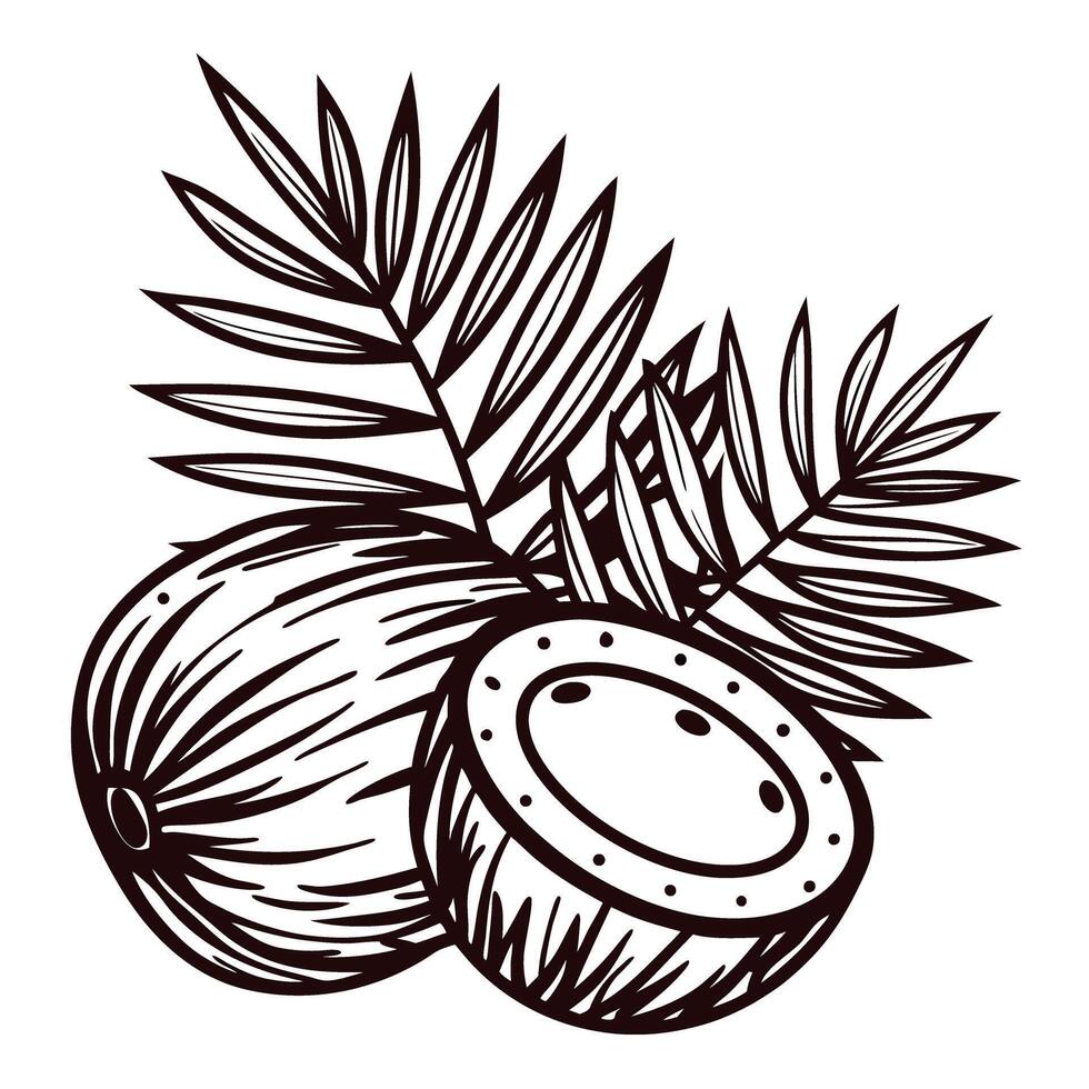 Coconut and palm leaves in black and white line art vector